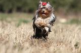 YORKSHIRE TERRIER 257